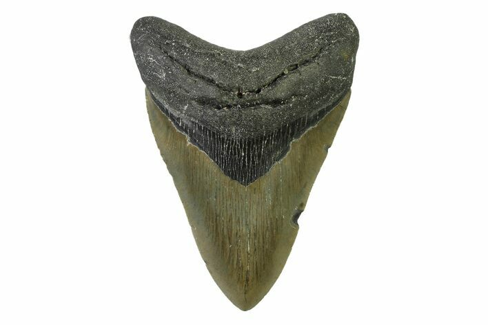 Serrated, Fossil Megalodon Tooth - North Carolina #338472